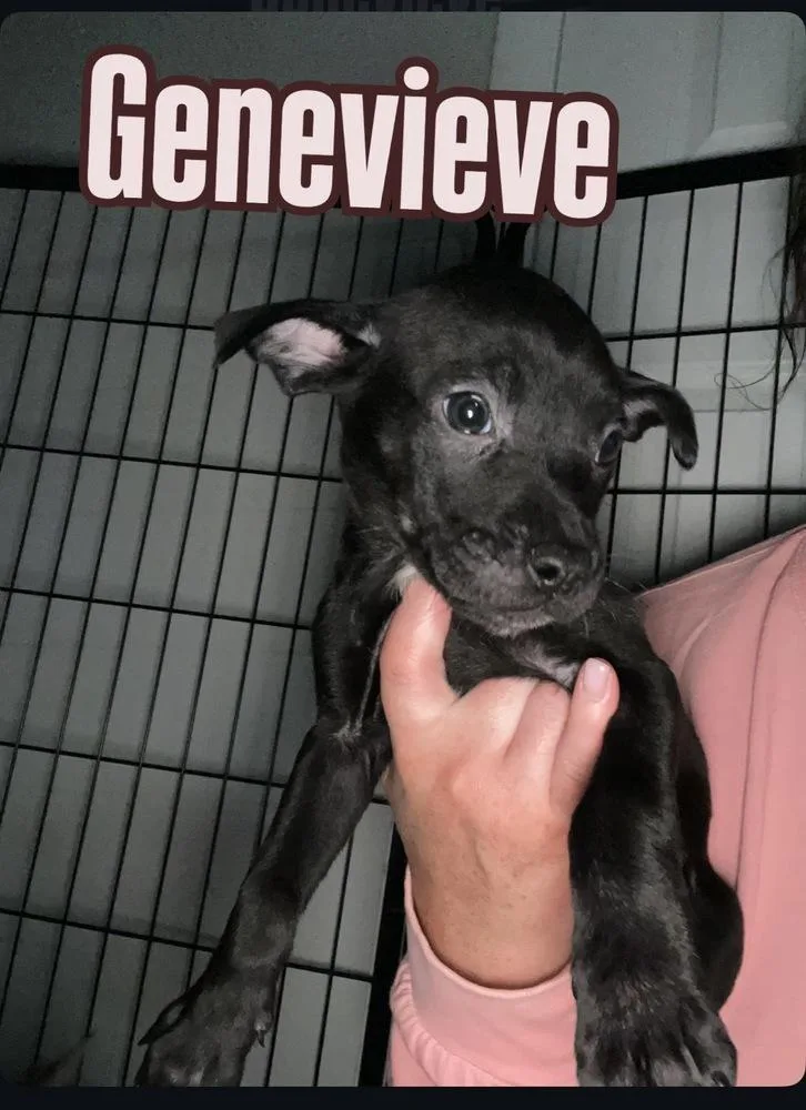 Genevieve thumbnail 4