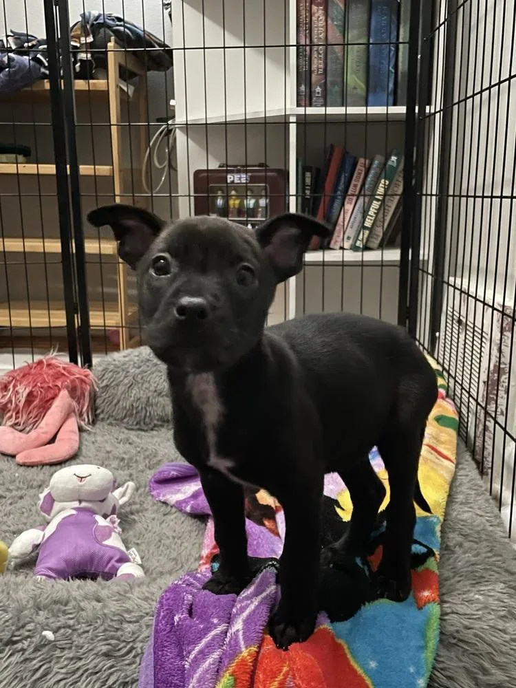 Genevieve thumbnail 5