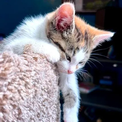A baby small-sized female Calico Domestic Short Hair cat named Charlie for adoption in Green Bay, WI