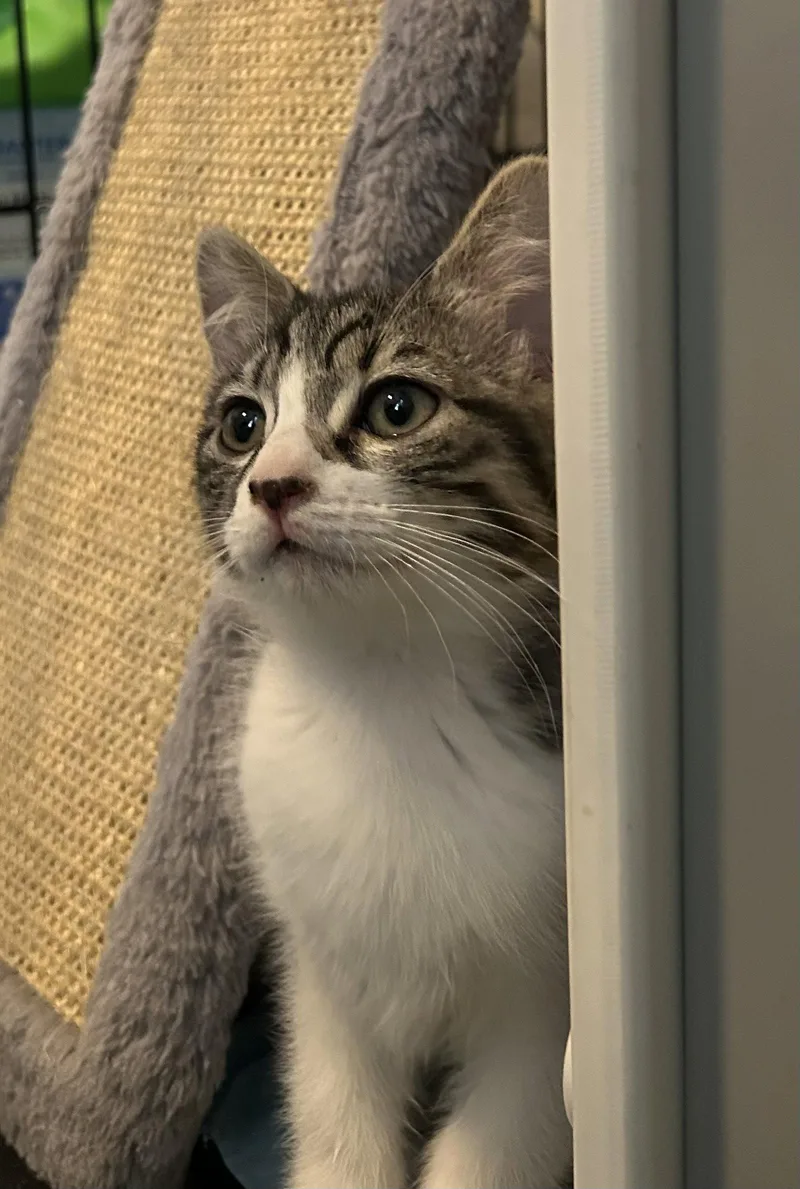 A baby small-sized female Domestic Short Hair cat named HissHiss for adoption in Chandler, AZ