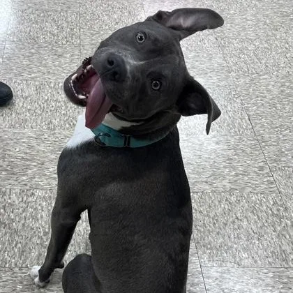 A young medium-sized male Black American Staffordshire Terrier dog named Boston for adoption in Cibolo, TX