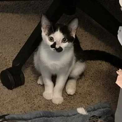 A baby small-sized female Black Domestic Short Hair cat named Freckles for adoption in Orange, CA