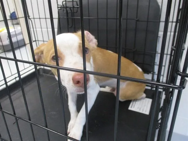 A young small-sized male Chihuahua dog named Shaggy for adoption in Ocala, FL