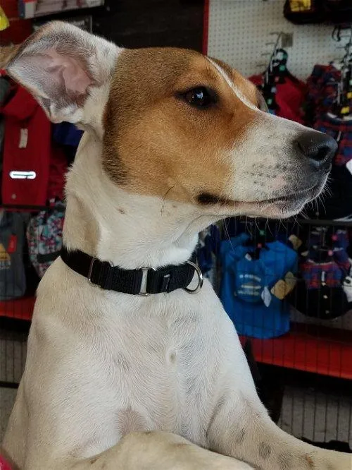 An adult medium-sized female Australian Cattle Dog / Blue Heeler dog named Stormy for adoption in Spring, TX