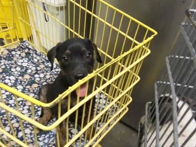A baby small-sized male Pit Bull Terrier dog named Rock for adoption in Tulsa, OK