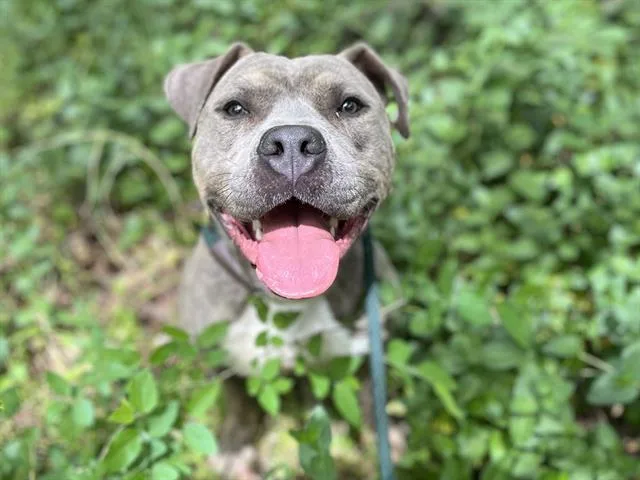 A young medium-sized male Staffordshire Bull Terrier dog named Dubert for adoption in Charlotte, NC