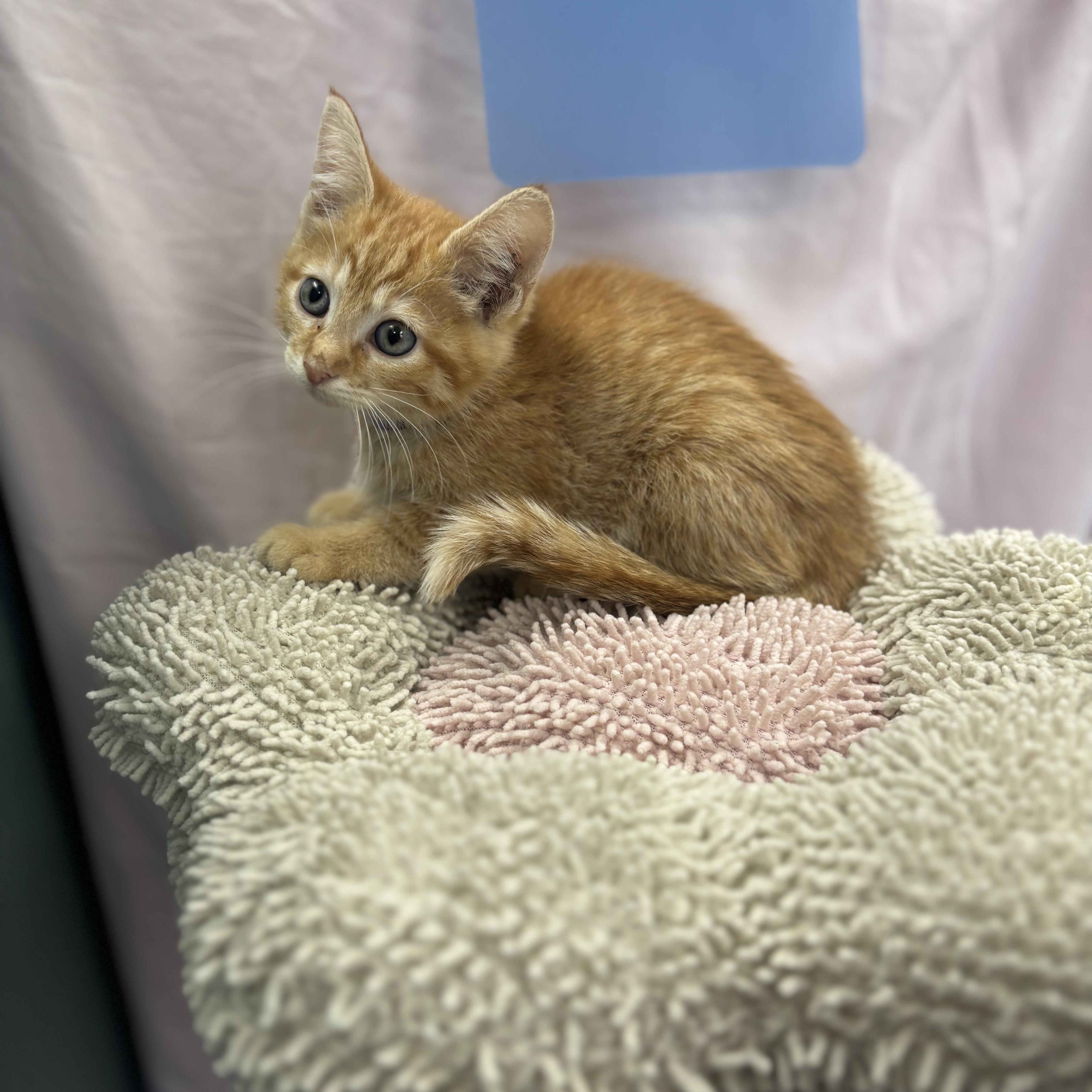 A baby medium-sized female Tabby (Orange / Red) Domestic Short Hair cat named Moana for adoption in Bardstown, KY