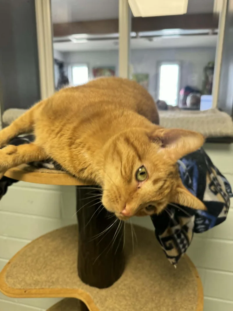 An adult medium-sized male Orange / Red Domestic Short Hair cat named Milo for adoption in Cedar Rapids, IA