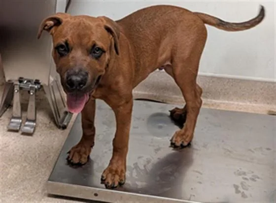 A baby small-sized male Staffordshire Bull Terrier dog named Monty for adoption in Bakersfield, CA