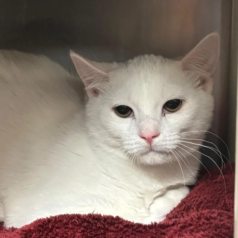 A young medium-sized male Domestic Short Hair cat named Joseph for adoption in Springfield, MA