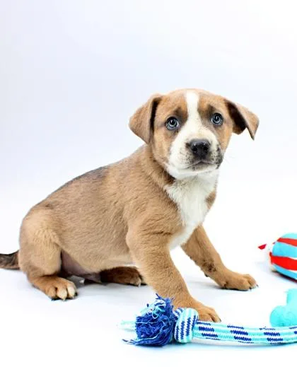 A baby medium-sized male Clumber Spaniel dog named Ducky for adoption in Morton Grove, IL