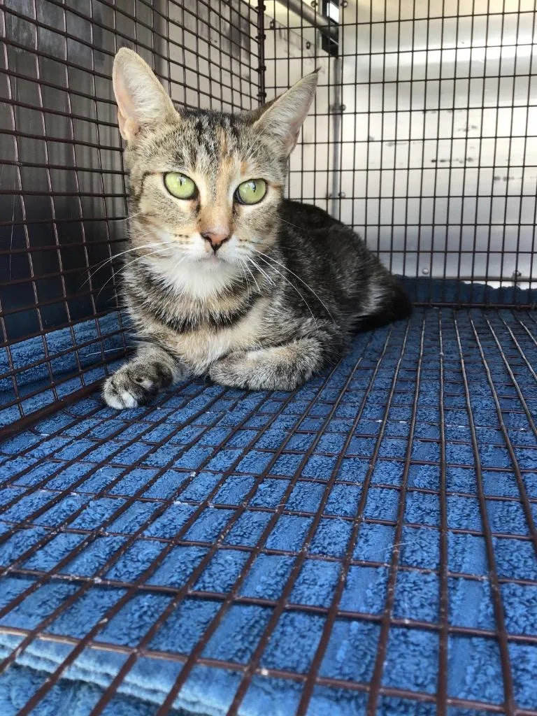 A young small-sized male Domestic Short Hair cat named Joot for adoption in New Braunfels, TX