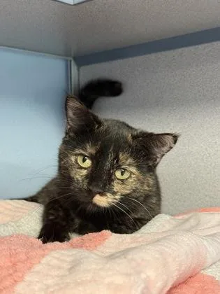 An adult small-sized female Domestic Short Hair cat named Marie Antionette for adoption in Mount Pleasant, IA