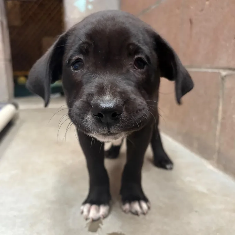 A baby small-sized female Black English Bulldog dog named Bijou for adoption in Santa Barbara, CA