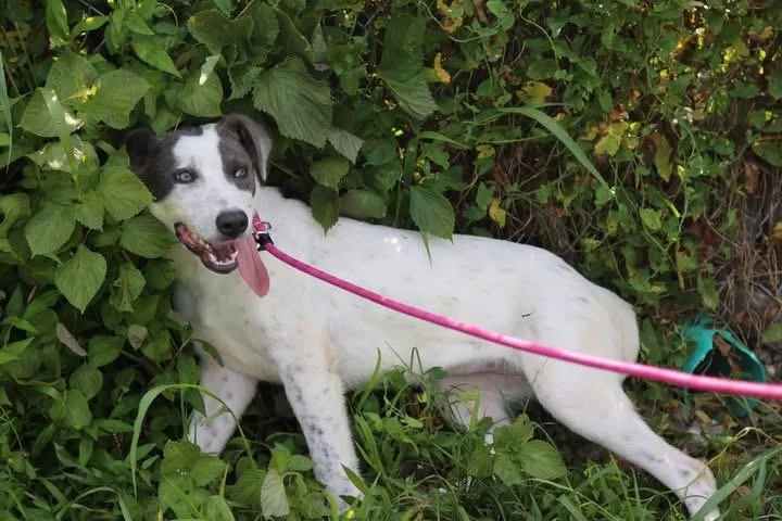 A young medium-sized female White / Cream Mixed Breed dog named Glimmer for adoption in Cherokee Village, AR