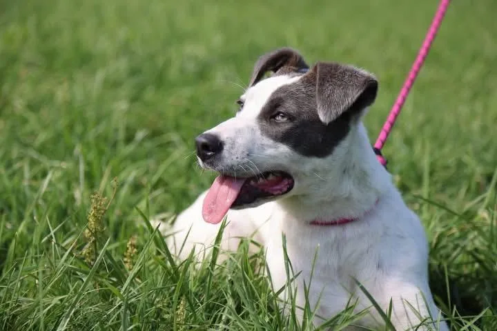 Glimmer thumbnail 2