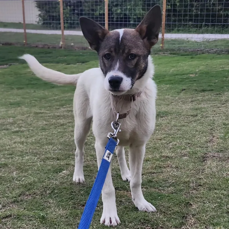 A young large-sized female Tricolor (Brown, Black, & White) Akita dog named Remi for adoption in Weatherford, TX