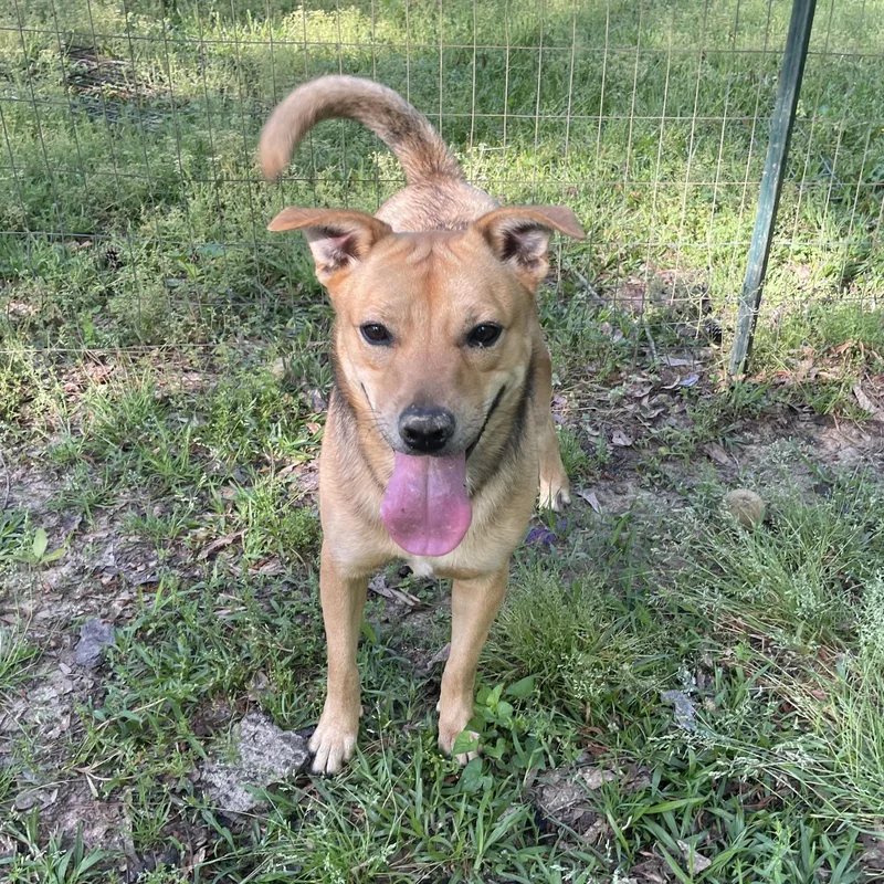 A young medium-sized female Terrier dog named Lola for adoption in Ruston, LA