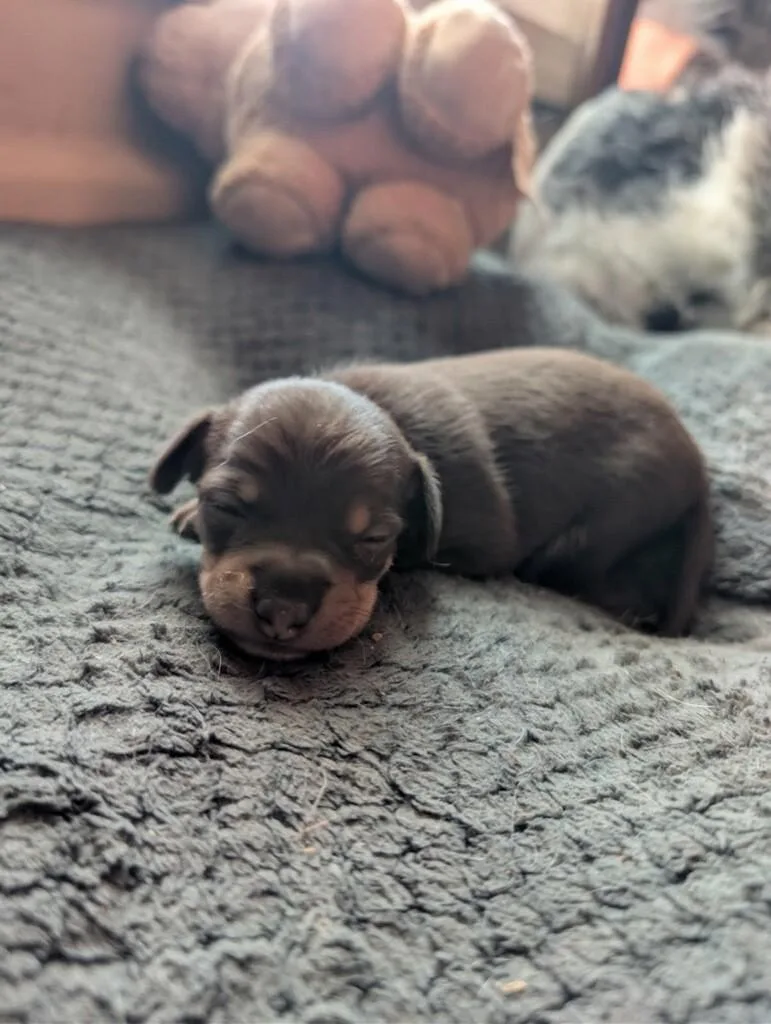 A baby small-sized male Chihuahua dog named Hersey for adoption in Pembroke, MA