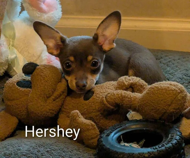 Hersey thumbnail 2