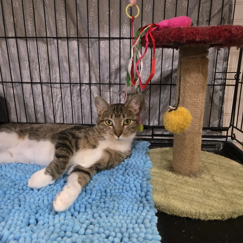 An adult medium-sized female Tabby (Brown / Chocolate) Domestic Short Hair cat named Terra for adoption in Reeseville, WI