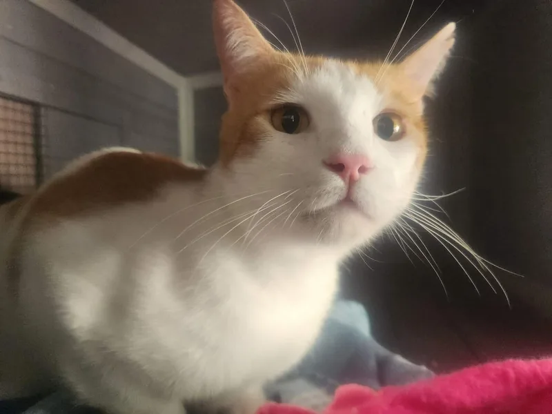An adult large-sized male Orange & White Domestic Short Hair cat named Fred for adoption in Simpsonville, SC