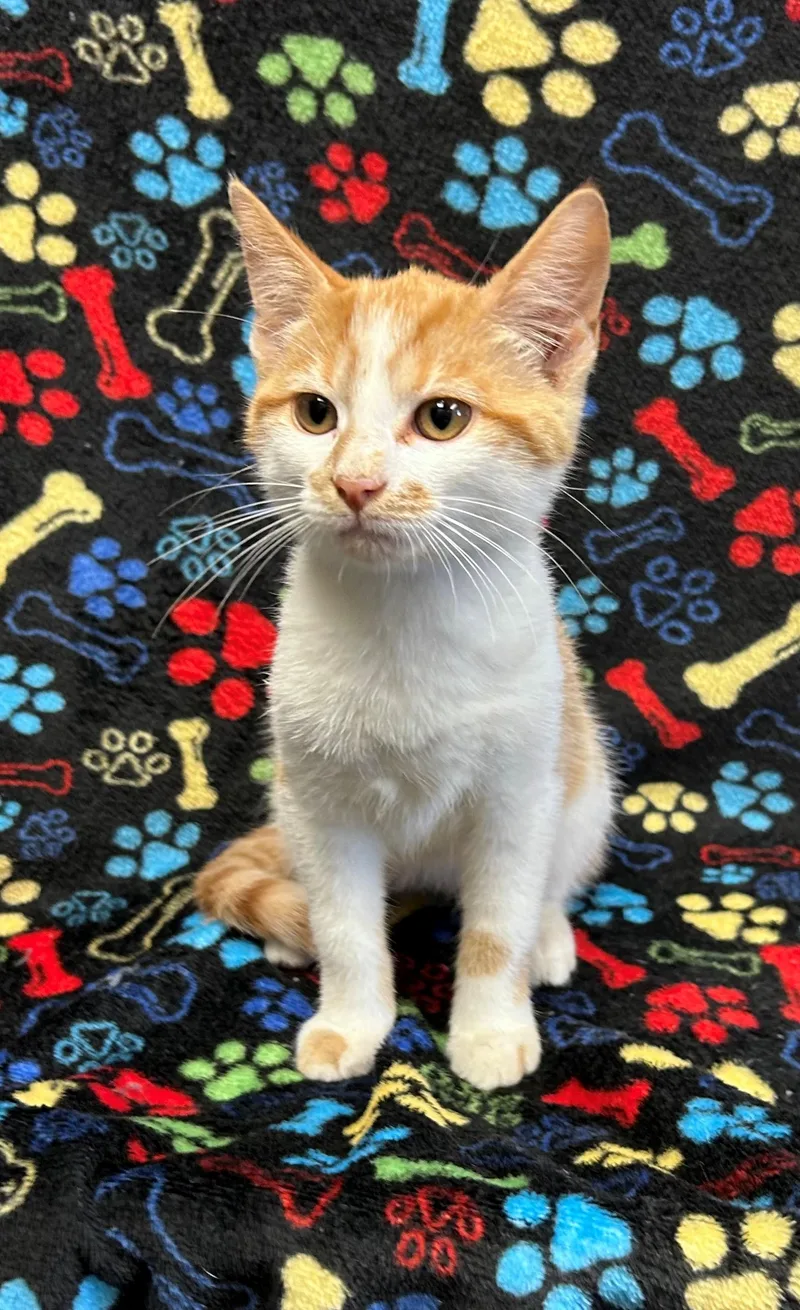 A young medium-sized male Tabby (Orange / Red) Domestic Short Hair cat named Milo for adoption in Edinburg, VA