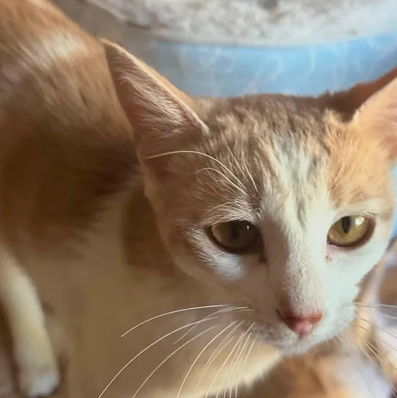 A young medium-sized female Orange & White Domestic Short Hair cat named Butterscotch for adoption in Tracy, CA