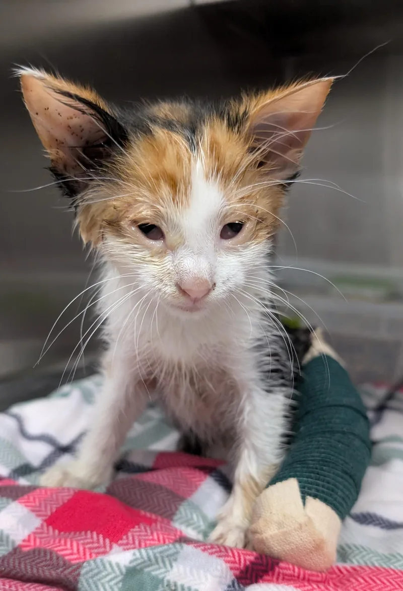 A baby small-sized female Calico Domestic Short Hair cat named Stitches for adoption in New Ulm, MN