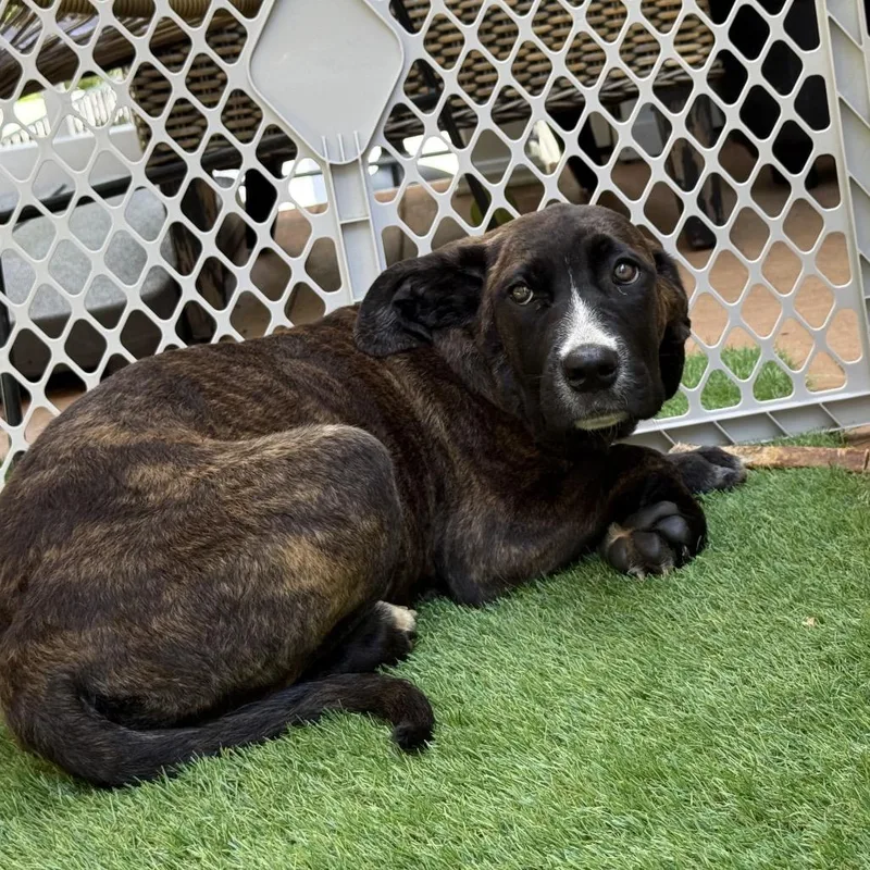 A young medium-sized female Brindle Pit Bull Terrier dog named Kira Finster for adoption in manchester, PA