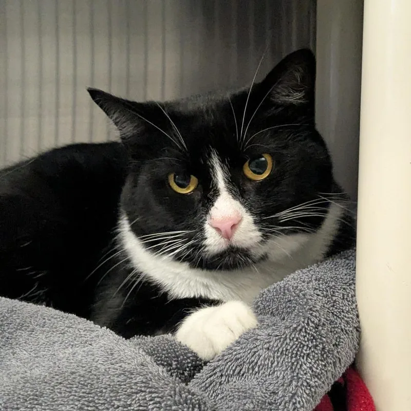 An adult medium-sized female Domestic Short Hair cat named Ragu for adoption in Hendersonville, NC
