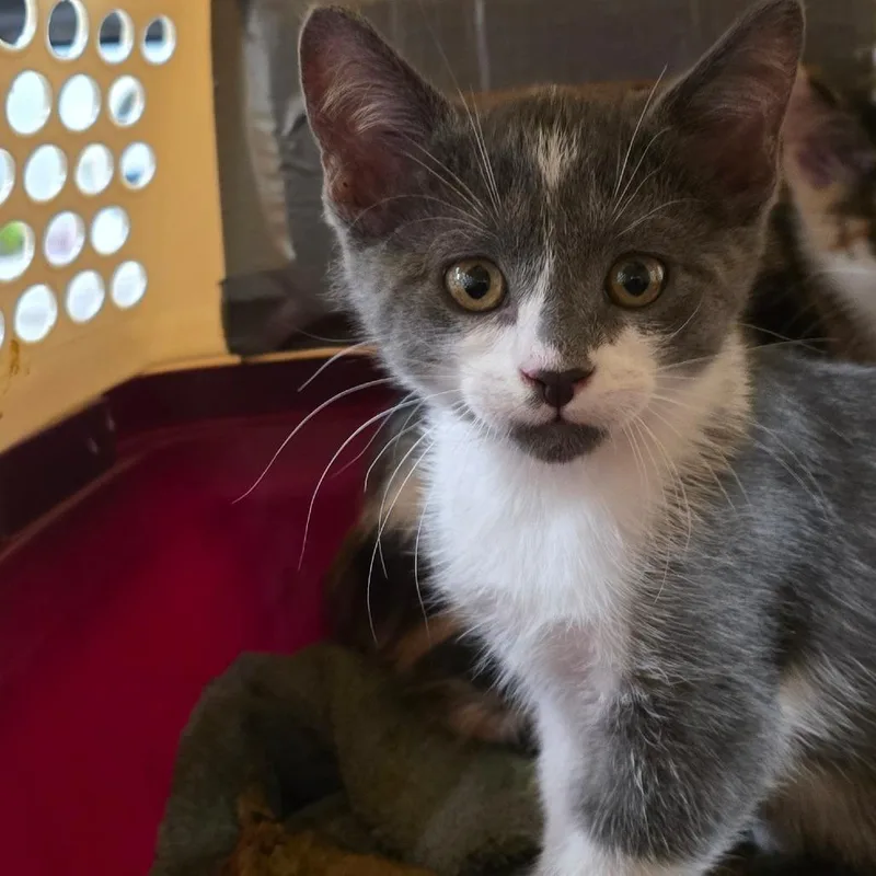 A baby small-sized male Gray / Blue / Silver Domestic Short Hair cat named Rice Crispy for adoption in Waldorf, MD