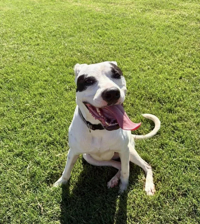 An adult medium-sized female Pit Bull Terrier dog named Stevie for adoption in Manchester, CT