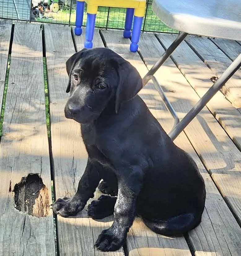 A baby medium-sized female Labrador Retriever dog named Mika for adoption in Manchester, CT