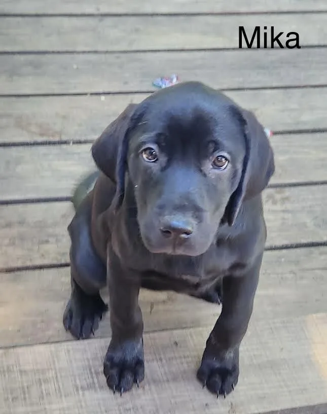 Mika thumbnail 3