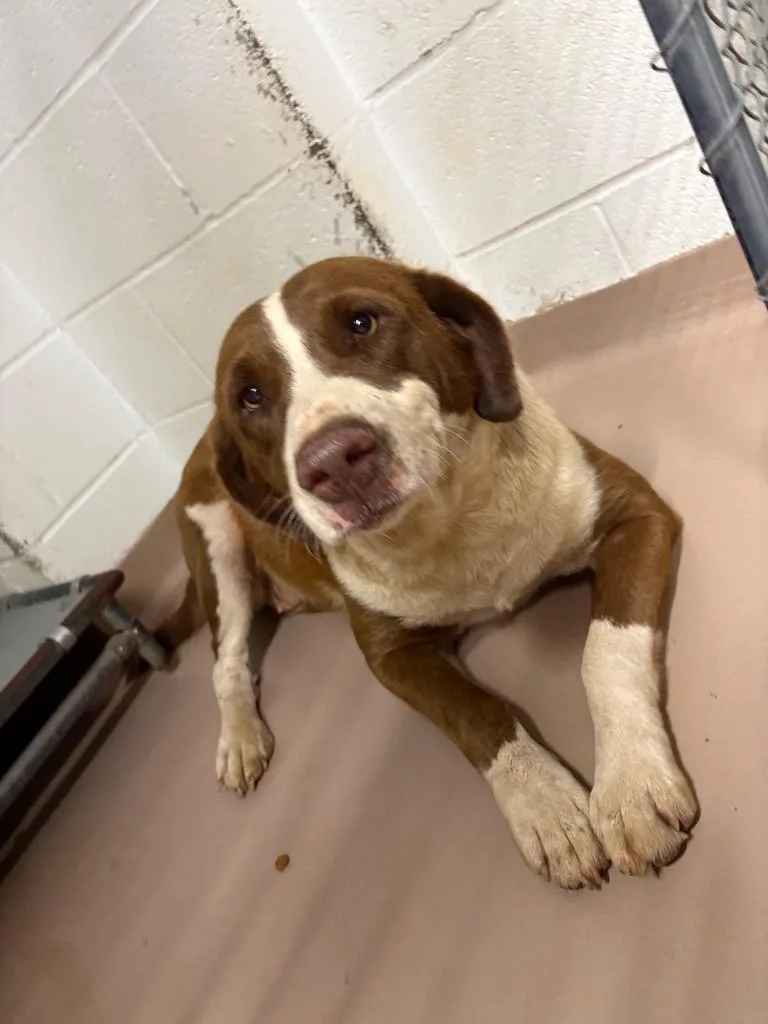 A young medium-sized female Shepherd dog named Velma for adoption in Nacogdoches, TX