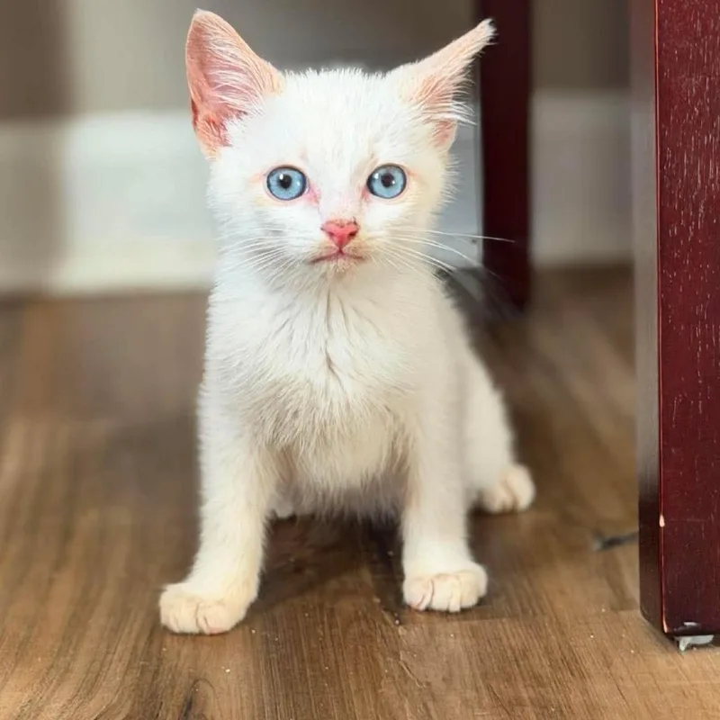 A baby small-sized male Cream / Ivory Domestic Short Hair cat named QTip for adoption in Jarrettsville, MD
