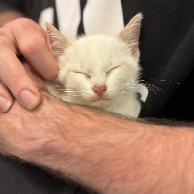 QTip thumbnail 4