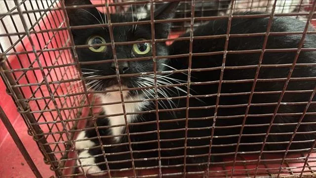 A young large-sized female Domestic Short Hair cat named Caroline for adoption in Houston, TX