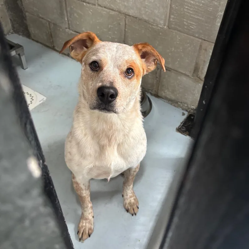 An adult medium-sized male Red / Chestnut / Orange Cattle Dog dog named Bear for adoption in Springtown, TX