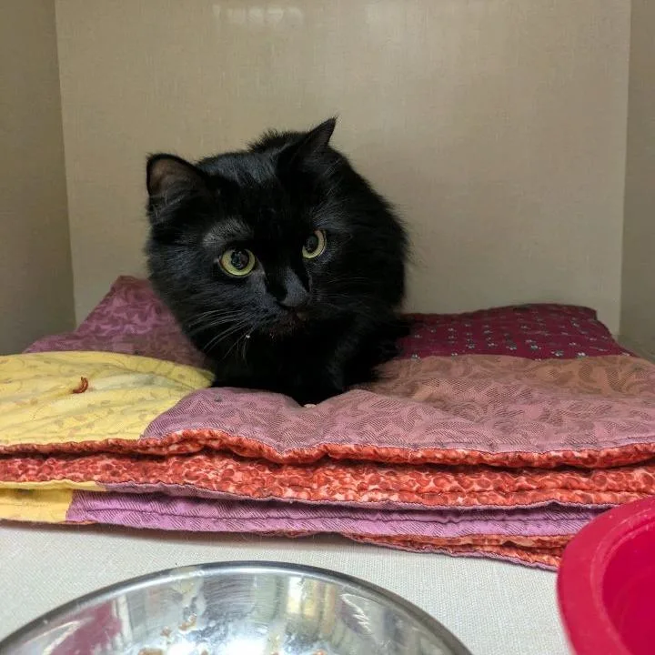 An adult small-sized female Black Domestic Medium Hair cat named Fruit Loops for adoption in Conway, NH