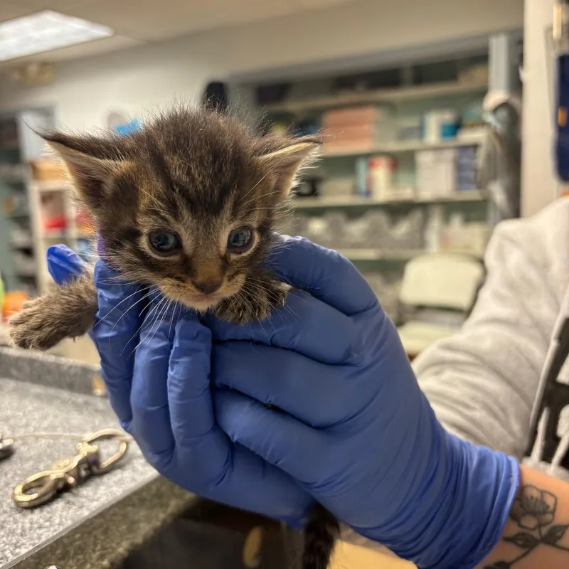 A baby small-sized male Brown / Chocolate Domestic Short Hair cat named Comet for adoption in Birdsboro, PA