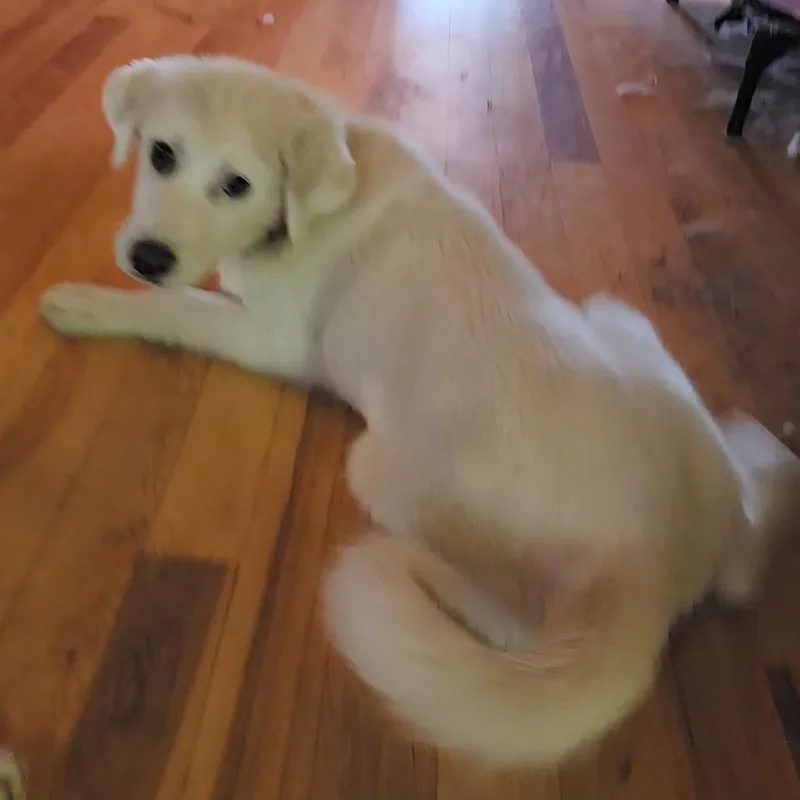 A baby small-sized female White / Cream Great Pyrenees dog named Liora for adoption in Fredericksburg, VA