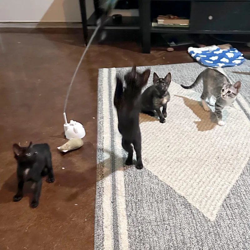 A baby small-sized female Black Domestic Short Hair cat named Yasmine for adoption in Austin, TX