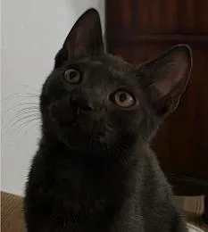A baby small-sized female Black Domestic Short Hair cat named Myla for adoption in Kansas City, MO