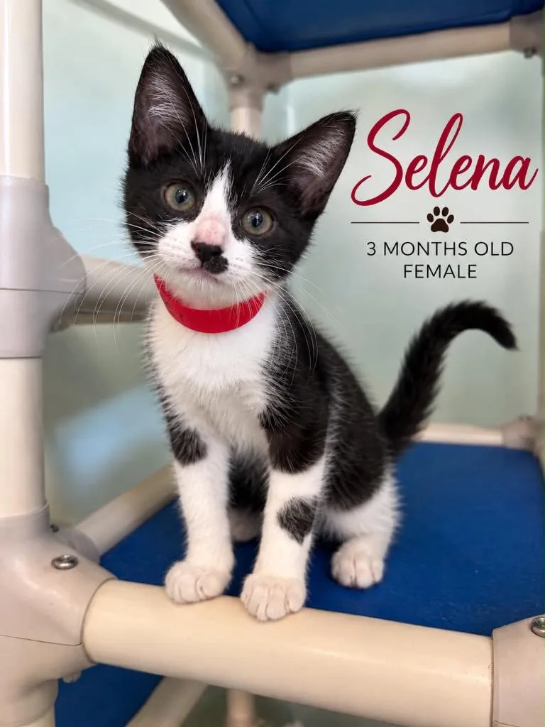 A baby medium-sized female Domestic Short Hair cat named Selena for adoption in Kingsland, GA