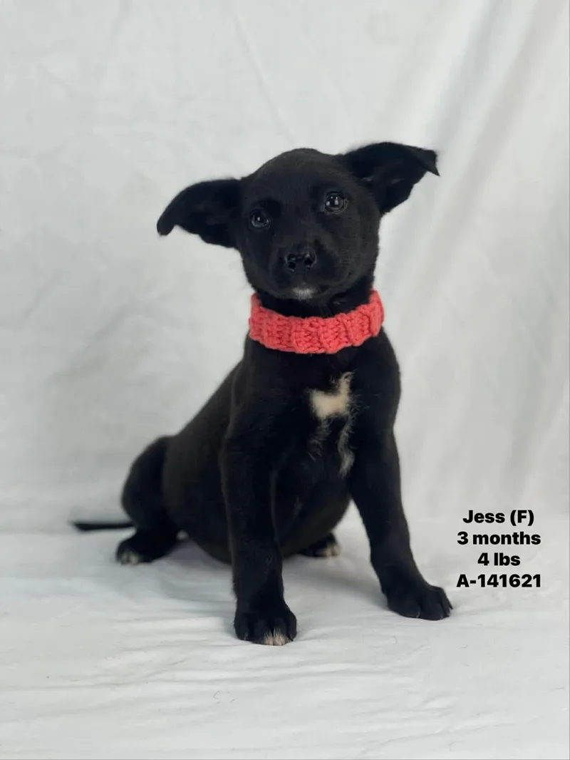 A baby medium-sized female Mixed Breed dog named Jess for adoption in Holbrook, NY