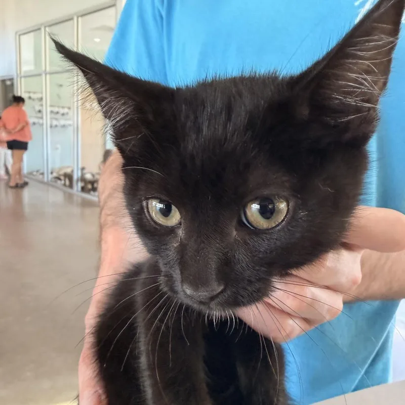 A baby small-sized male Gray / Blue / Silver Domestic Short Hair cat named Sir Moe for adoption in Leander, TX