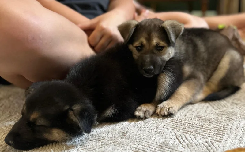 A baby large-sized male Black German Shepherd Dog dog named Mowgli for adoption in Bakersfield, CA