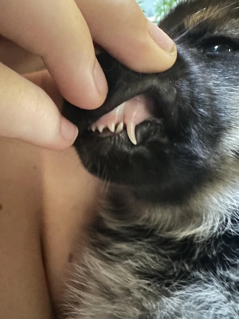 Mowgli thumbnail 3